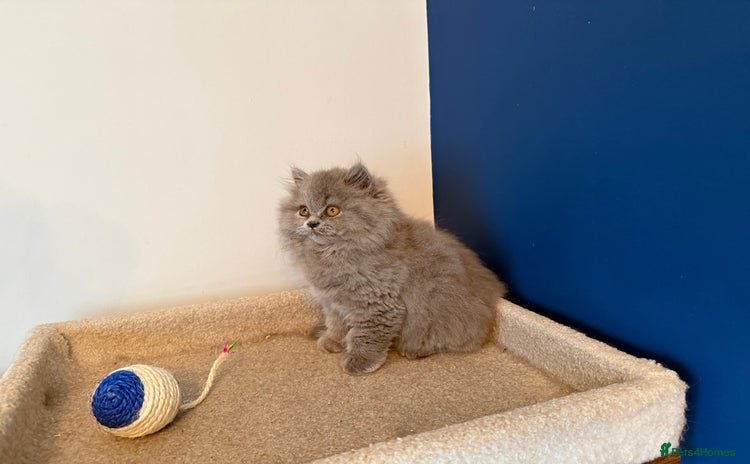 British Longhair cats - Advert 2