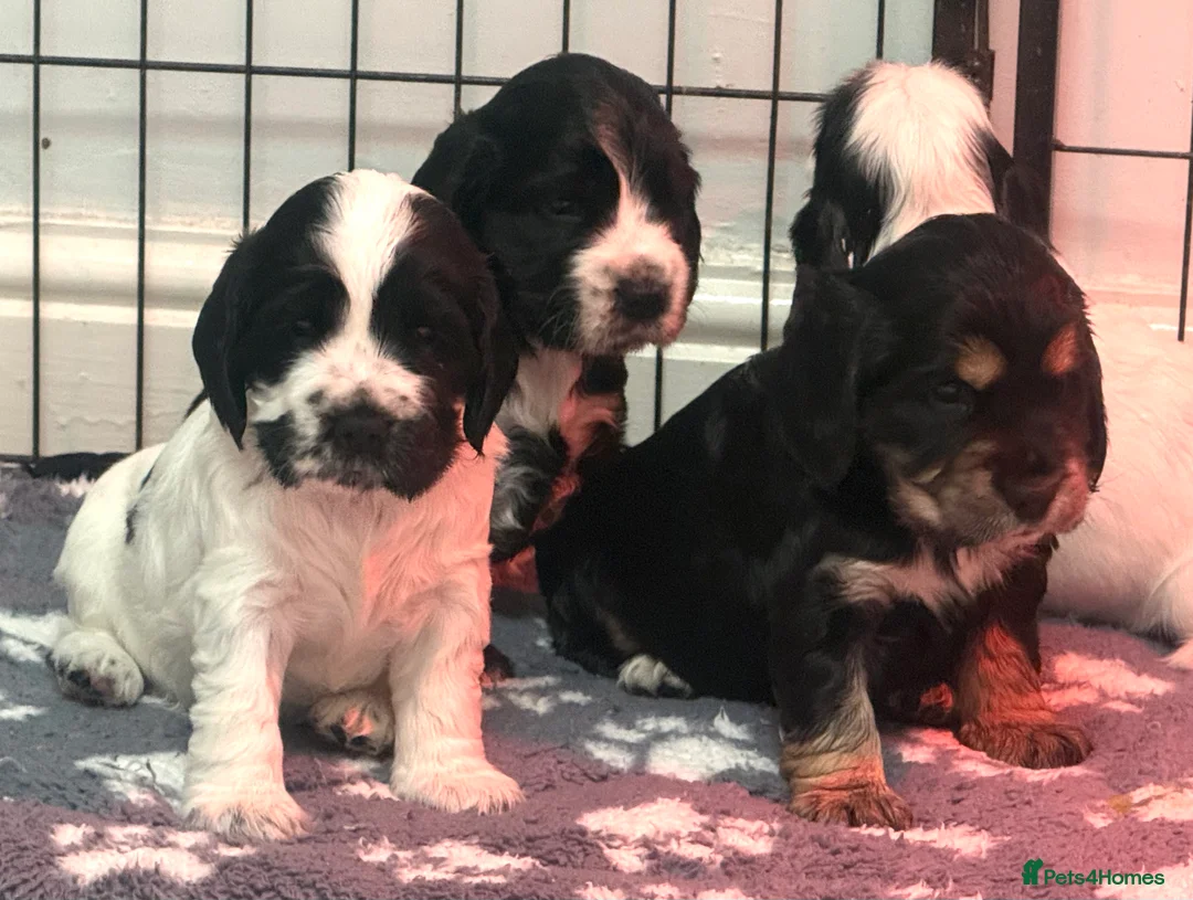 Cocker Spaniel dogs for sale: Show Cocker Spaniels for sale  - Advert 1