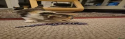British Shorthair cats for sale: Beautiful kittens - Advert 3
