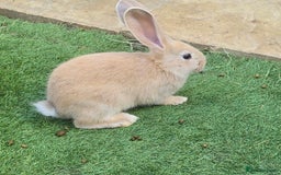 Flemish rabbits for sale: Full Flemish Rabbits  - Image 1