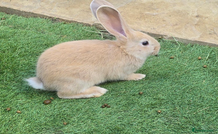 Flemish rabbits - Advert 1