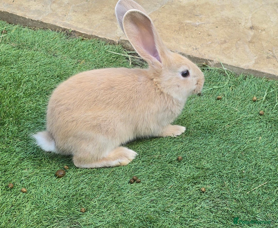 Flemish rabbits for sale: Full Flemish Rabbits  - Image 1