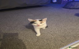 Mixed Breed cats for sale: Two female kittens that need a new home (together) - Advert 3