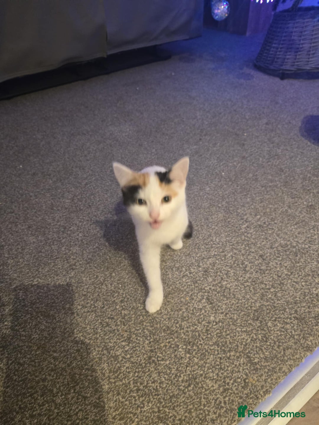 Mixed Breed cats for sale: Two female kittens that need a new home (together) - Advert 3