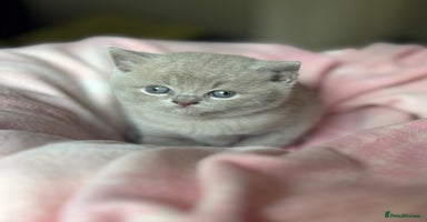 British Shorthair cats - Advert 10