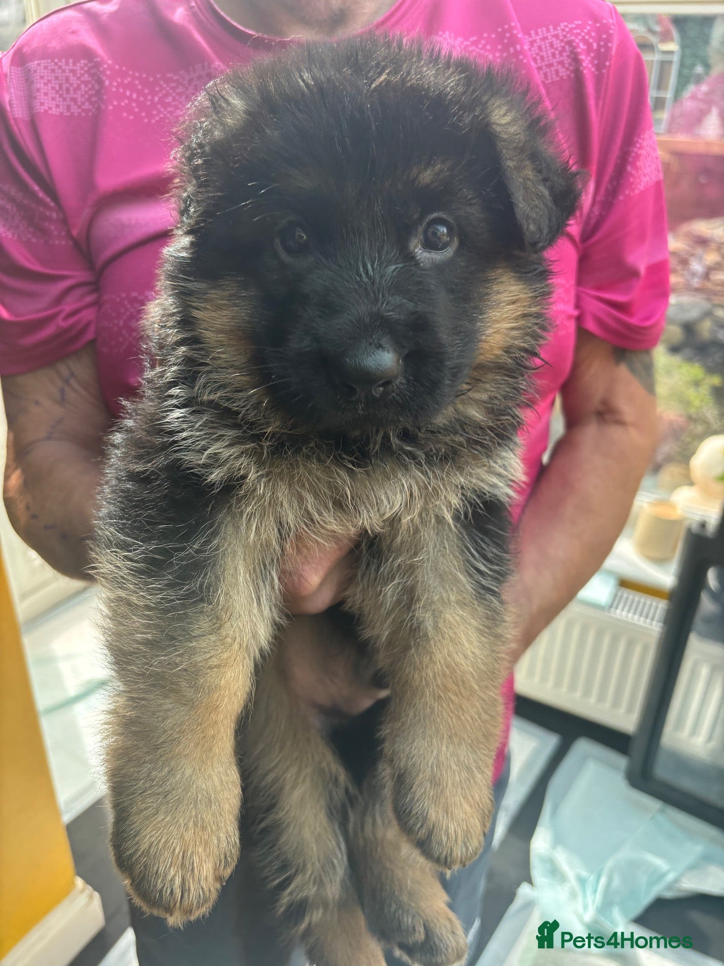 German Shepherd dogs Puppies - Advert 2