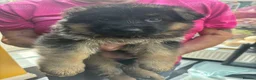 German Shepherd dogs for sale: Puppies - Advert 2