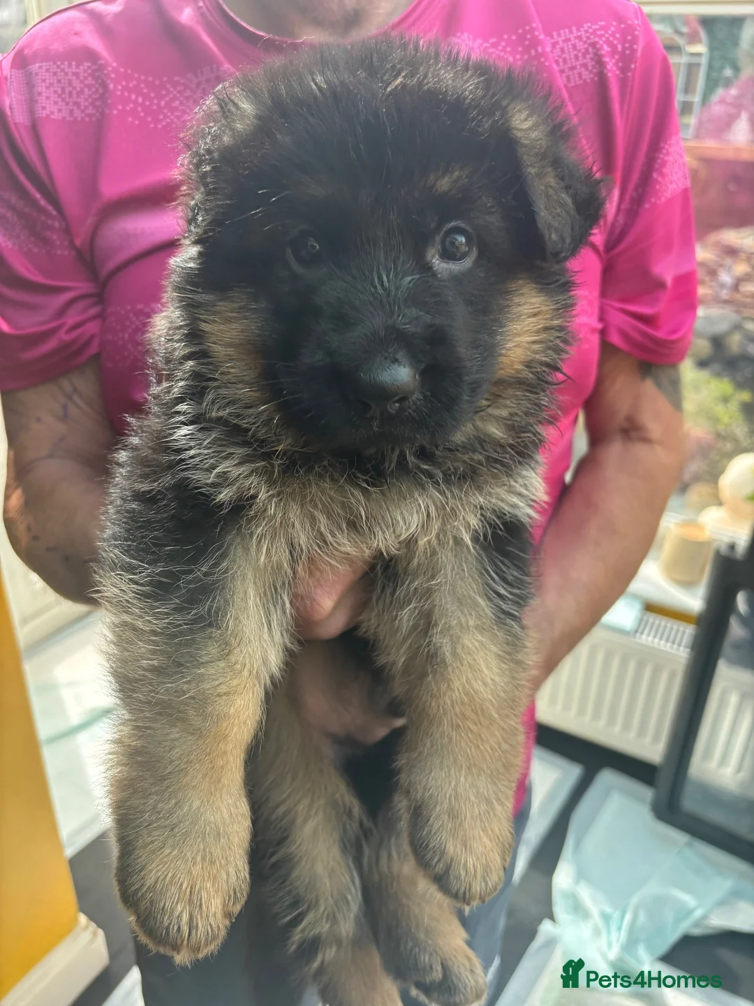 German Shepherd dogs for sale: Puppies - Advert 2