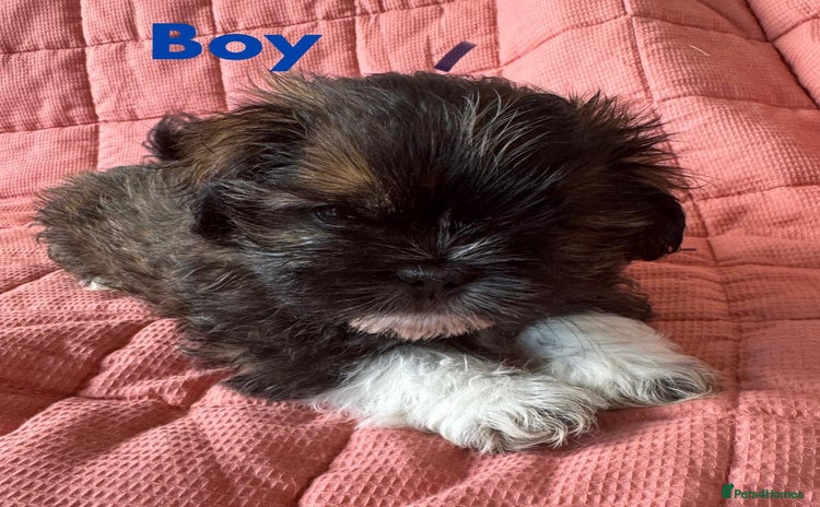 Shih Tzu dogs - Advert 1
