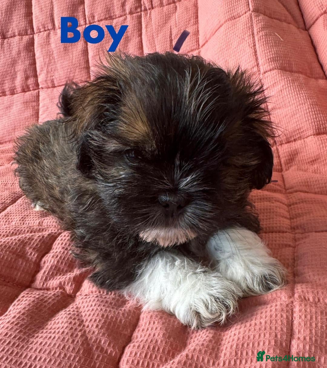 Shih Tzu dogs for sale: Shih Tzu puppies for sale 3/boys 1/girl - Image 1