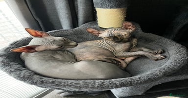 Sphynx cats - Advert 2