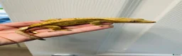 Gecko reptiles for sale: Unrelated Male and Female Harlequin Crested Gecko  - Advert 2