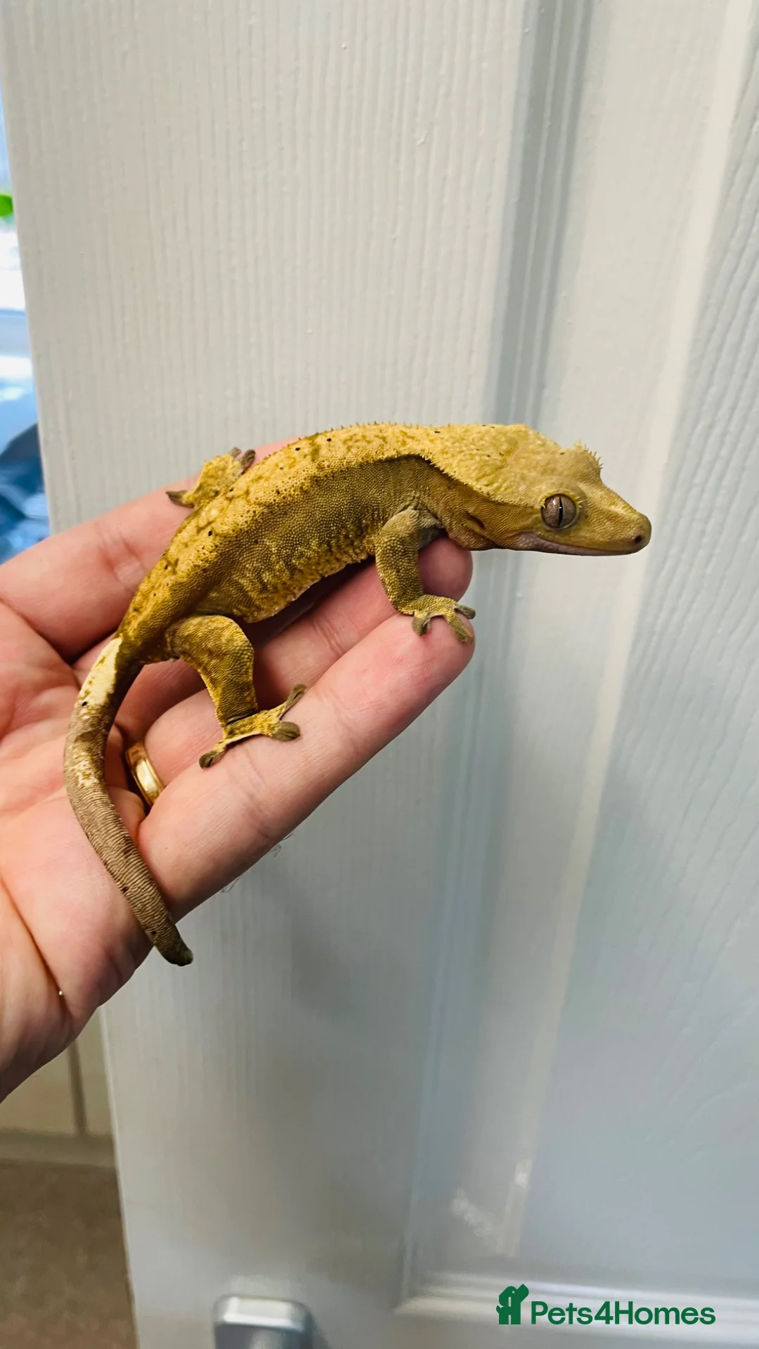 Gecko reptiles for sale: Unrelated Male and Female Harlequin Crested Gecko  - Advert 2