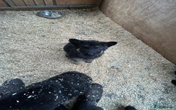 German Shepherd dogs for sale: German shepherd puppies  - Advert 19