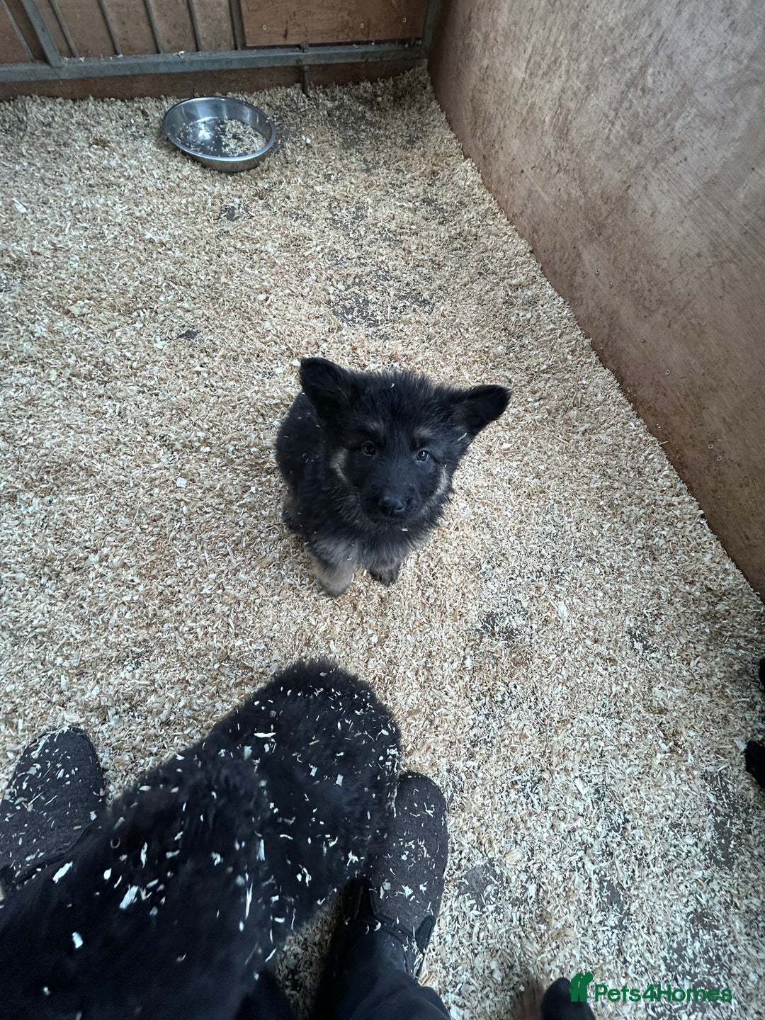 German Shepherd dogs for sale: German shepherd puppies  - Advert 19