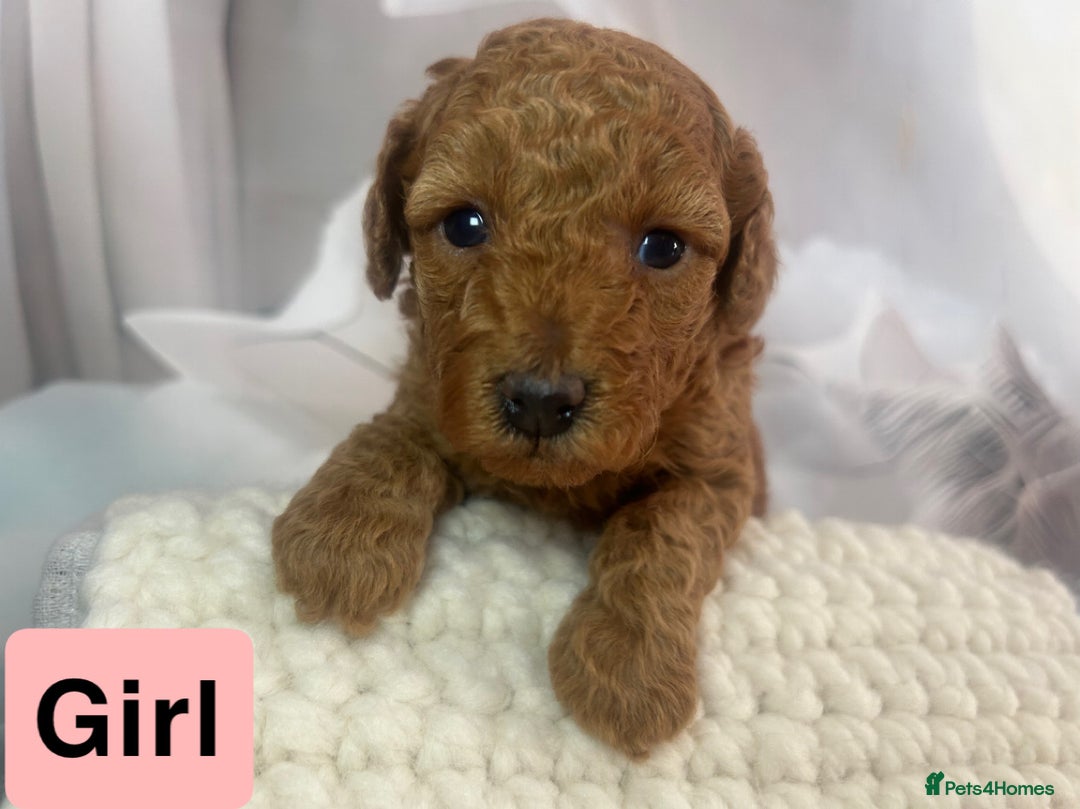 Toy Poodle dogs for sale: KC registered tiny toy poodles  - Image 8