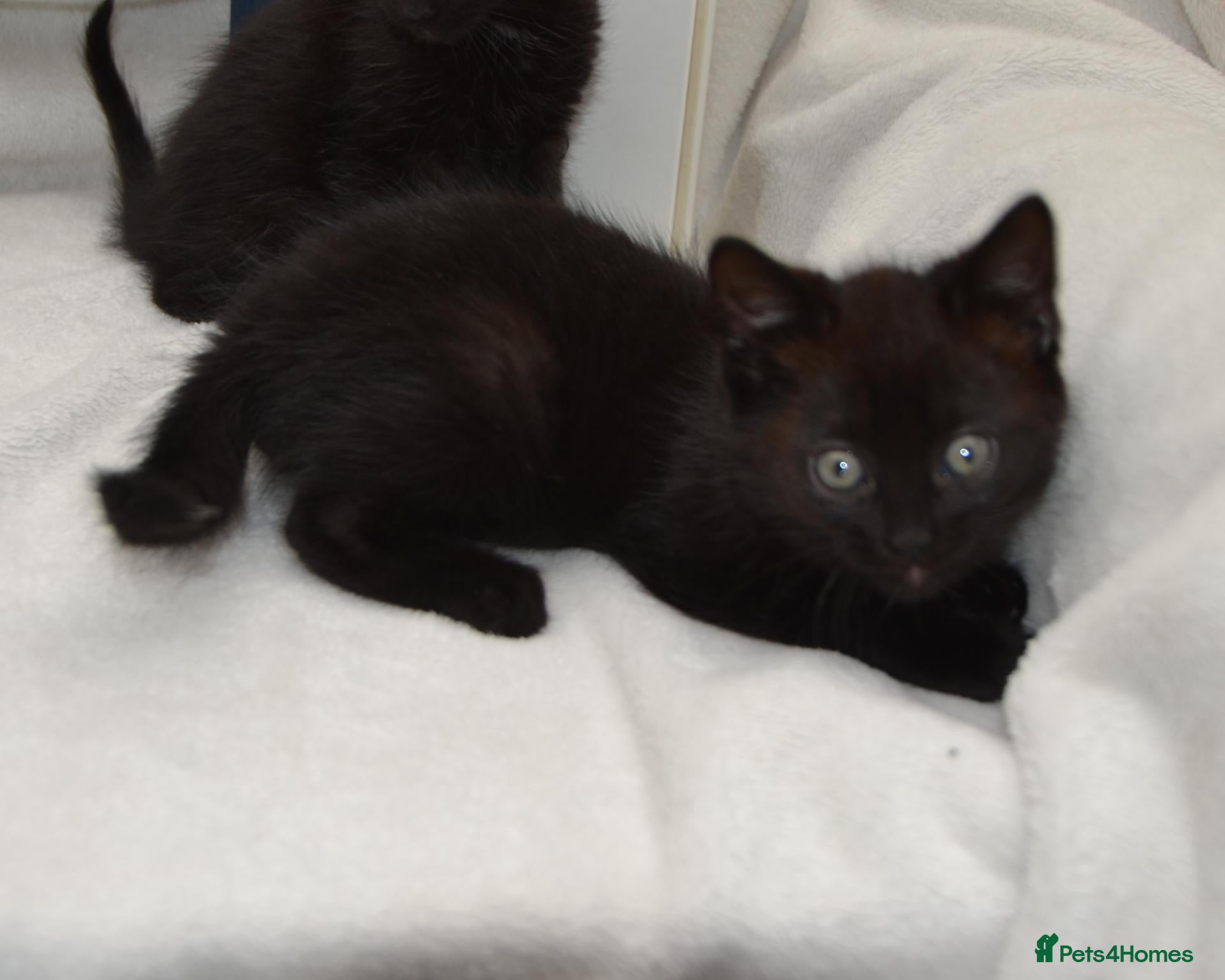 Mixed Breed cats Beautiful Maine Coon/Bombay Mix Kittens! - Advert 1