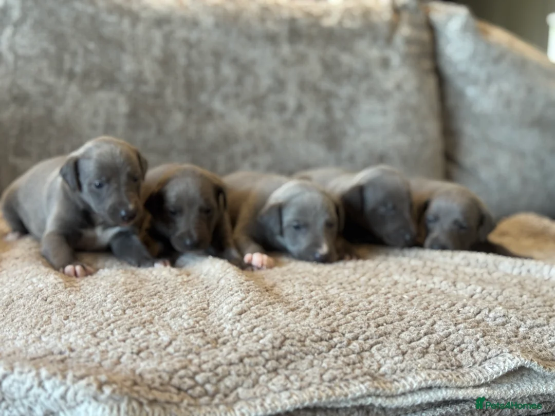 Whippet dogs for sale: KC REGISTERED BLUE SHOW TYPE WHIPPETS - Advert 6