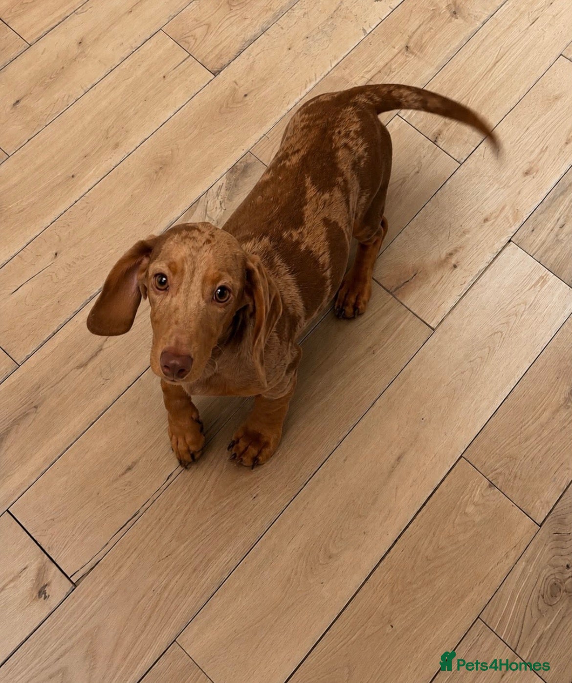 Miniature Dachshund dogs Miniature Dachshund  - Advert 2