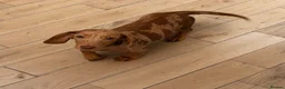 Miniature Dachshund dogs for sale: Miniature Dachshund  - Advert 1