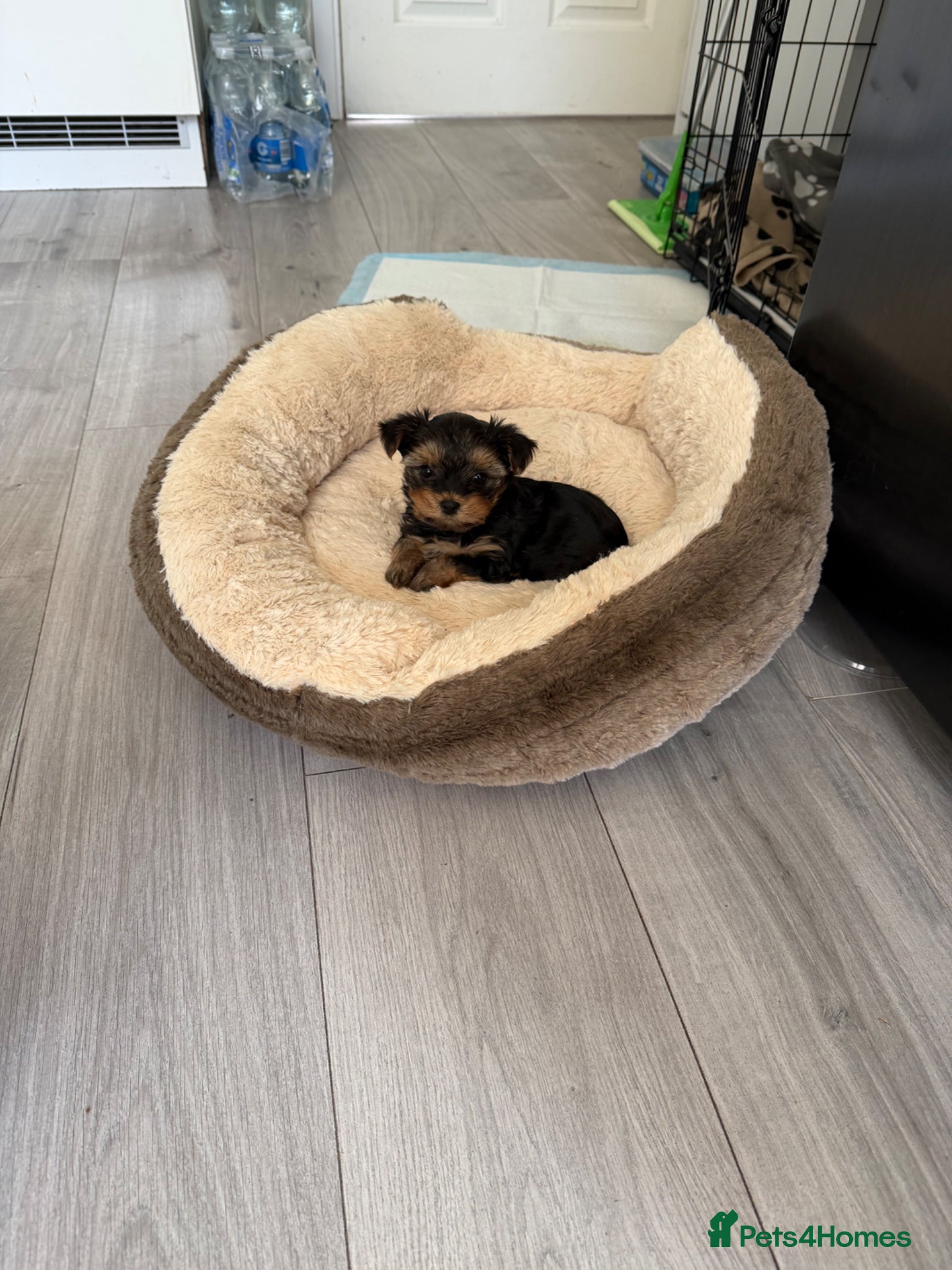 Yorkshire Terrier dogs MINIATURE Yorkshire terrier FEMALE   - Advert 5