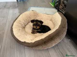 Yorkshire Terrier dogs MINIATURE Yorkshire terrier FEMALE - Advert 5