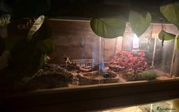 Corn Snake reptiles for sale: California corn snake + setup - Image 3