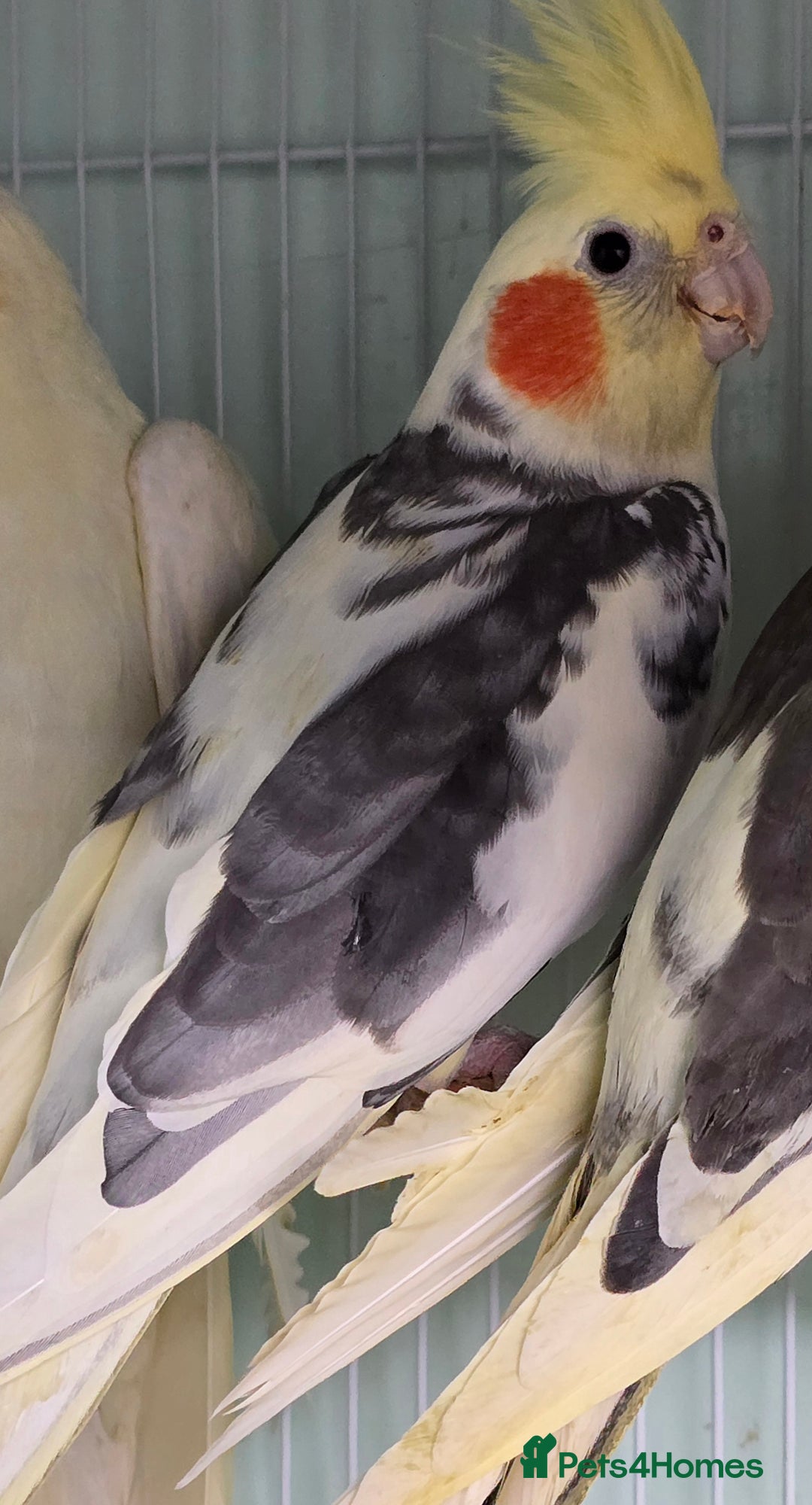 Cockatiels birds for sale: Beautiful Cockatiels & Kakarikis available now!!! - Advert 3