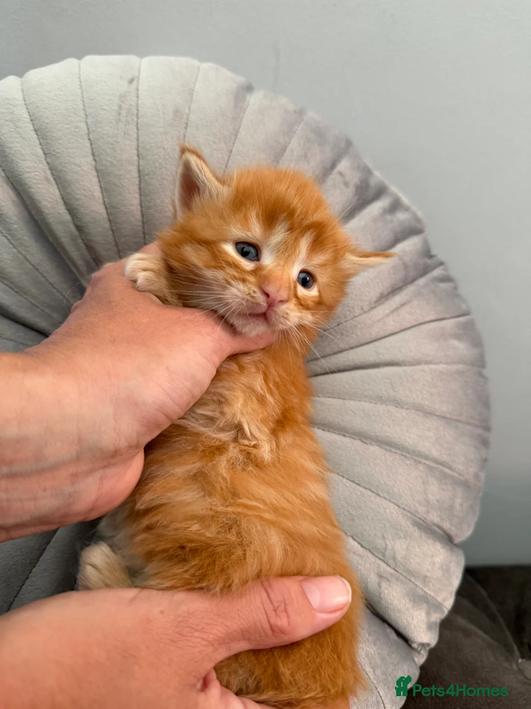 Maine Coon cats for sale: G mainecoon babies  - Advert 2