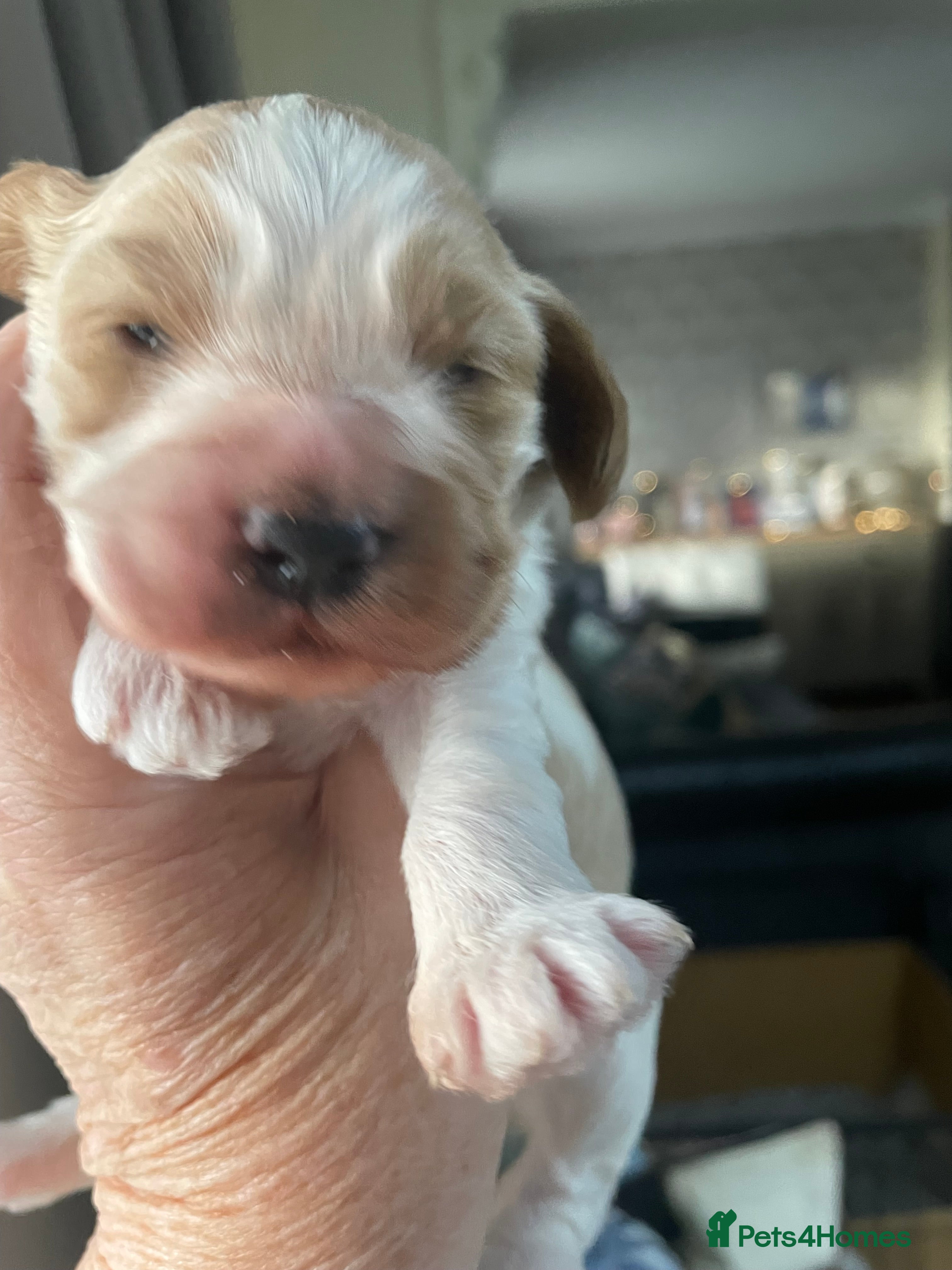 Cockapoo dogs Cockerpoo apricot and cream  - Advert 16