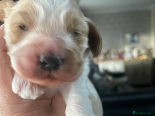 Cockapoo dogs Cockerpoo apricot and cream - Advert 7