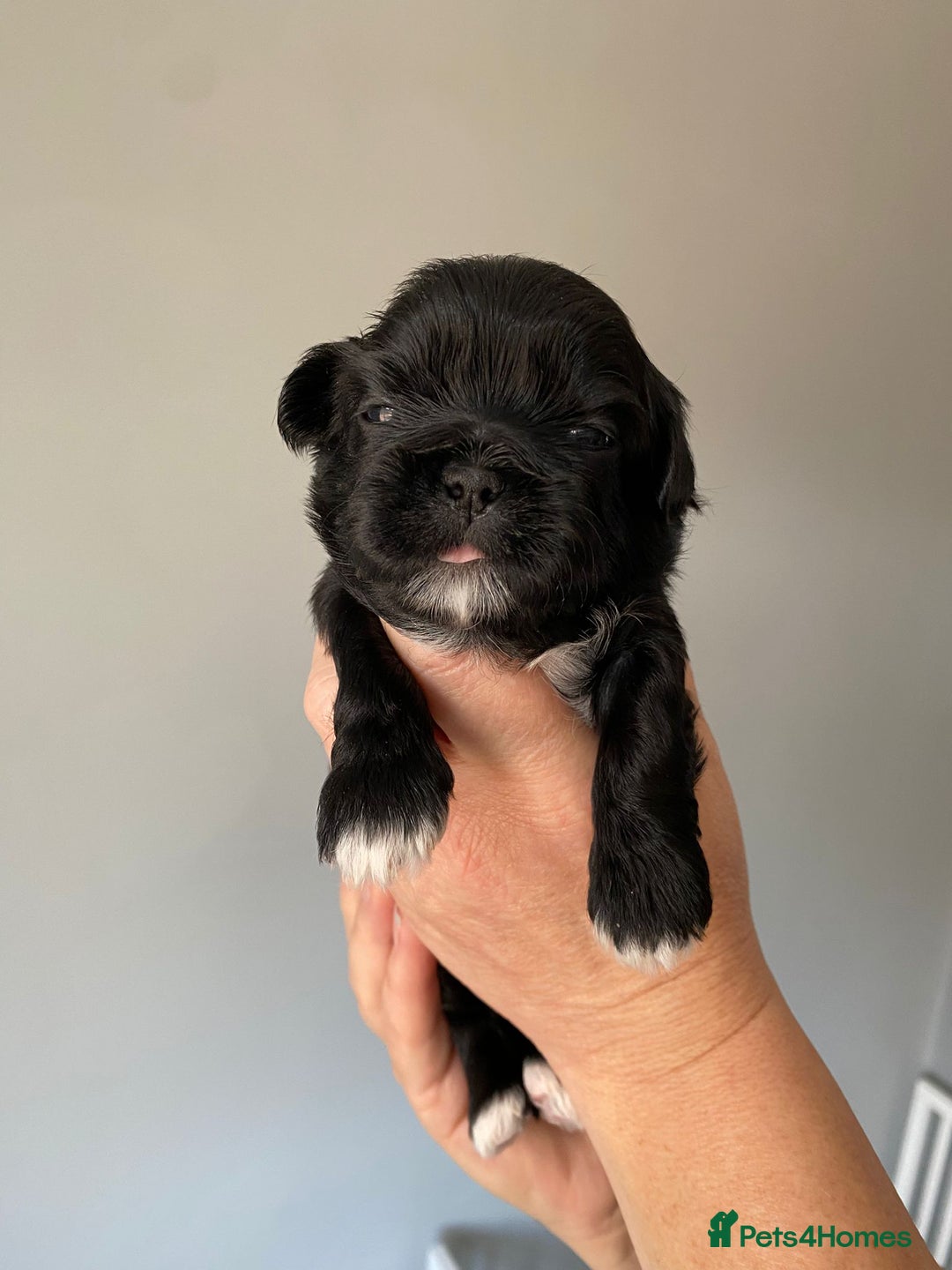 Shih Tzu dogs for sale: 5 Beautiful Shih Tzu for sale - Image 5