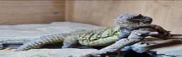 Lizard reptiles for sale: Pair of mali uromastyx - Advert 3