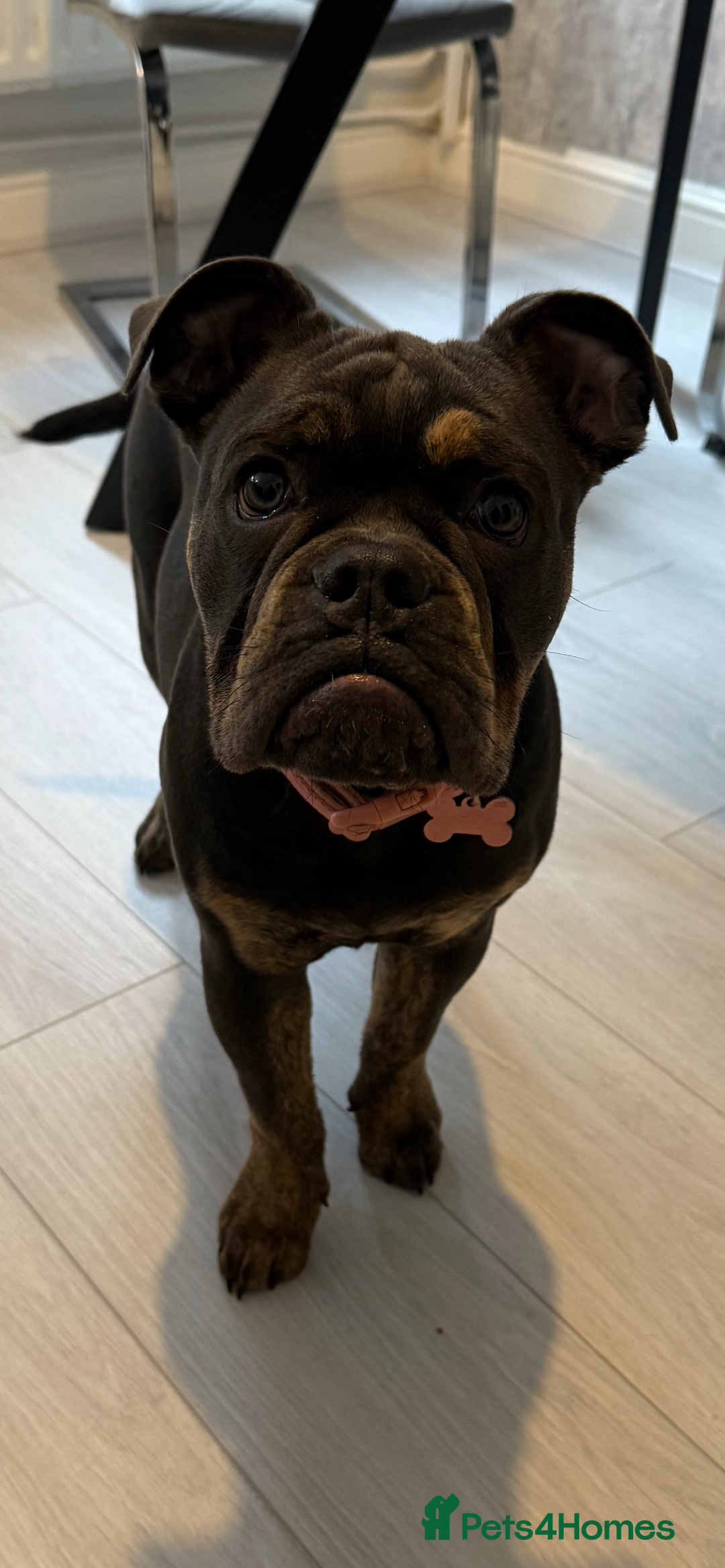 Olde English Bulldogge dogs for sale: Olde English bulldog female pup  - Advert 1