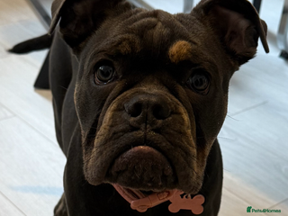 Olde English Bulldogge dogs Olde English bulldog female pup - Advert 1