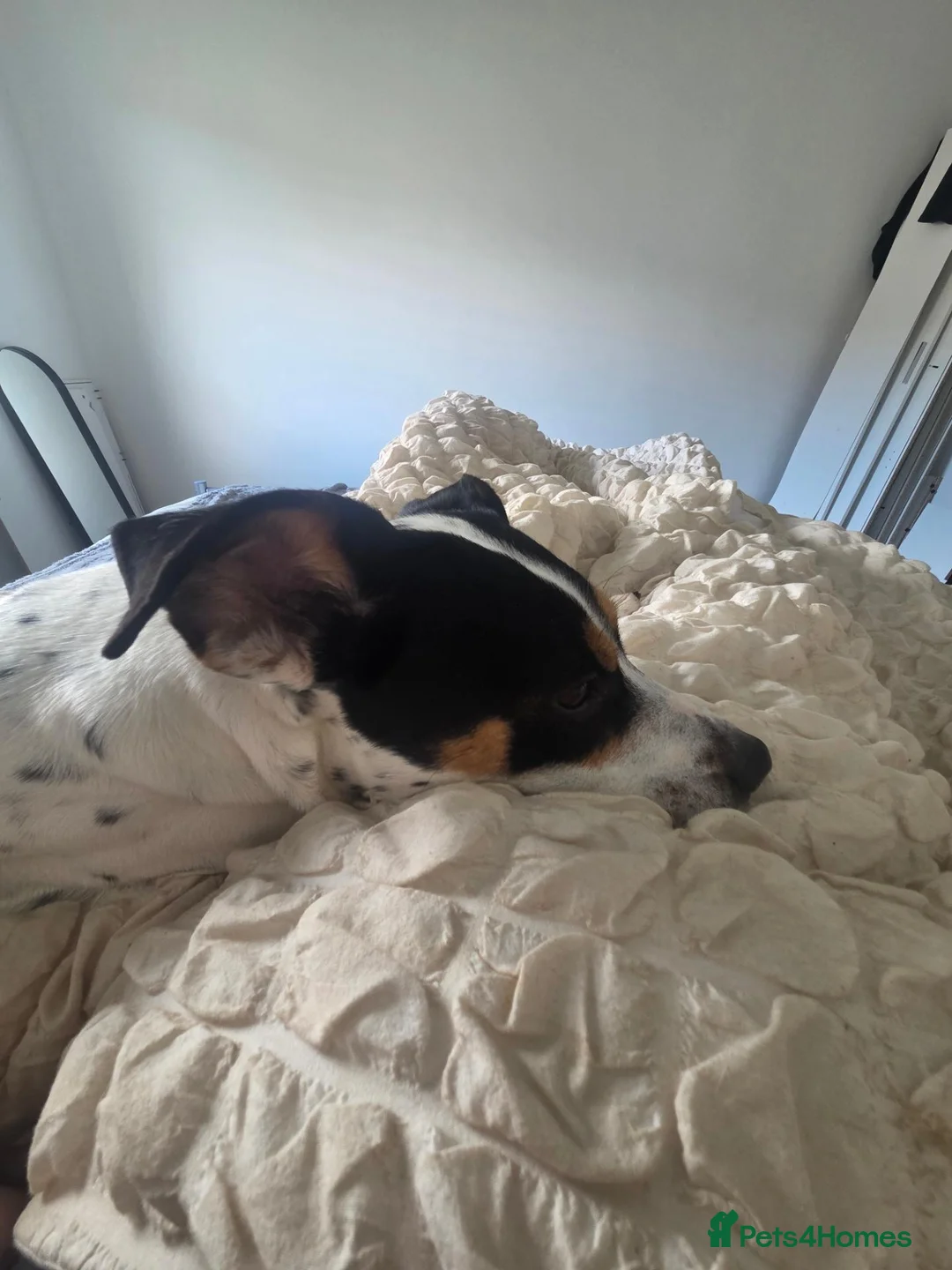 Mixed Breed dogs for sale: Jessica in Motherwell - Advert 2