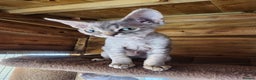 Devon Rex cats for sale: 2 Devon Rex female kittens for sale!!!🐯🐯🐯 - Advert 8