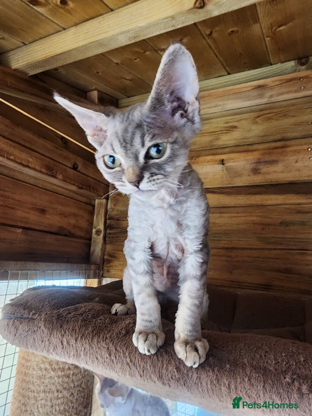 Devon Rex cats for sale: 3 Devon Rex female kittens for sale!!!🐯🐯🐯 - Image 7