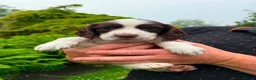 English Springer Spaniel dogs for sale: Springer spaniel  - Advert 4