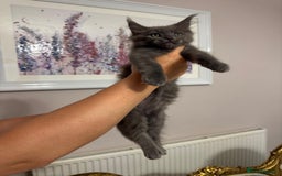 Maine Coon cats for sale: XXL Russian bloodline Maine Coon Kittens 20+Gen!🏆 - Image 27