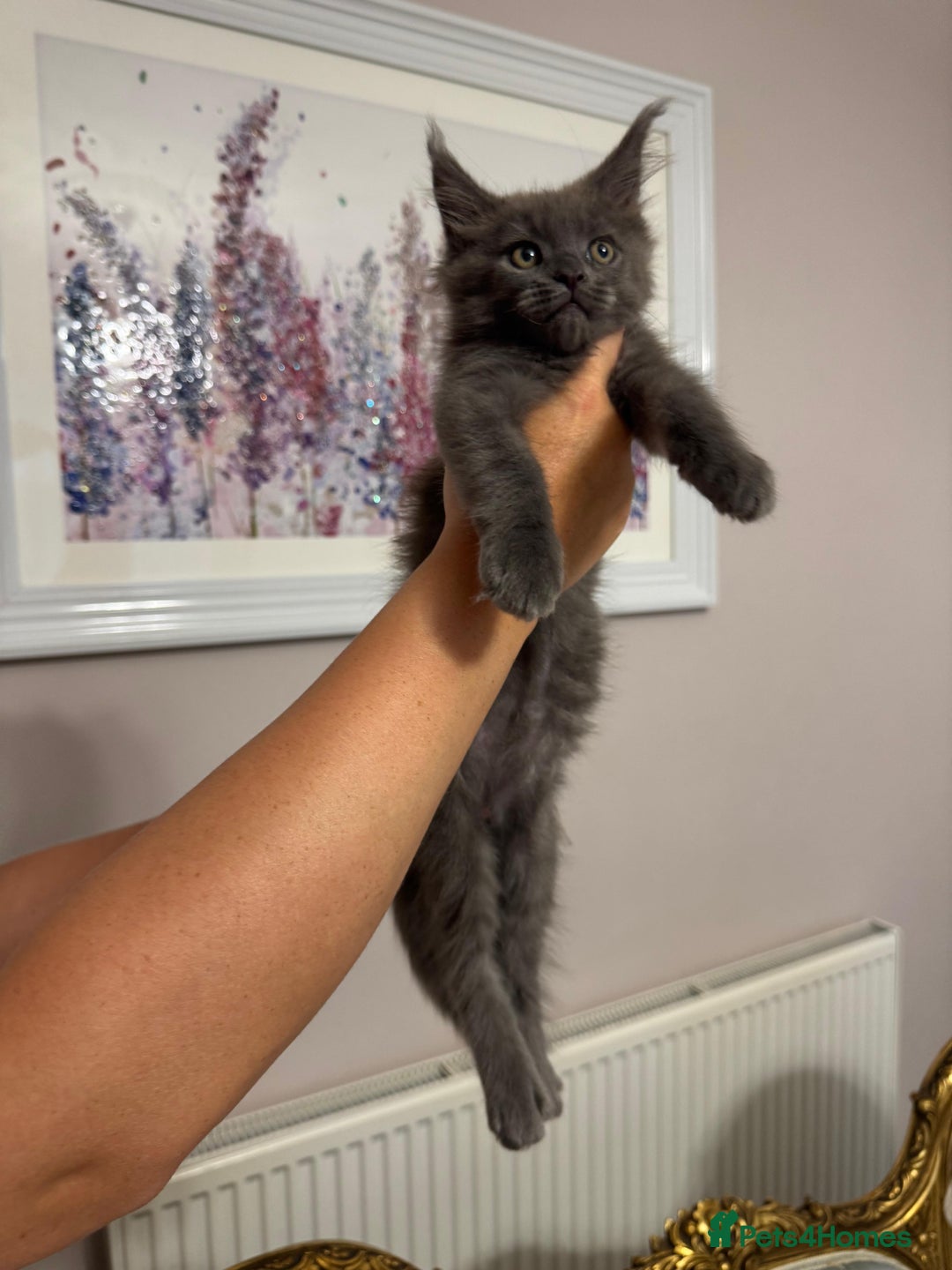 Maine Coon cats for sale: XXL Russian bloodline Maine Coon Kittens 20+Gen!🏆 - Image 27