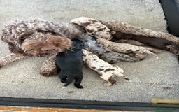 Cockapoo dogs for sale: Stunning cockapoo boys  - Image 4