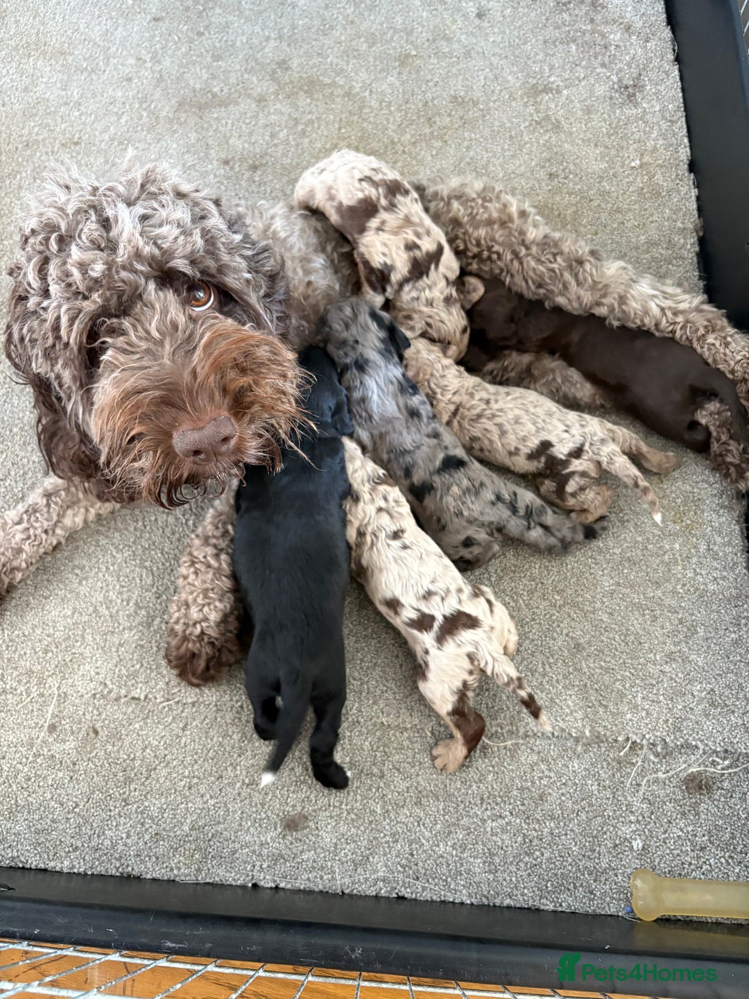Cockapoo dogs for sale: Stunning cockapoo boys  - Image 4
