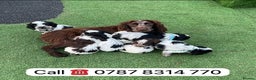 Cockapoo dogs for sale: cockapoos puppies F1 3 boys 2 girls  - Advert 13