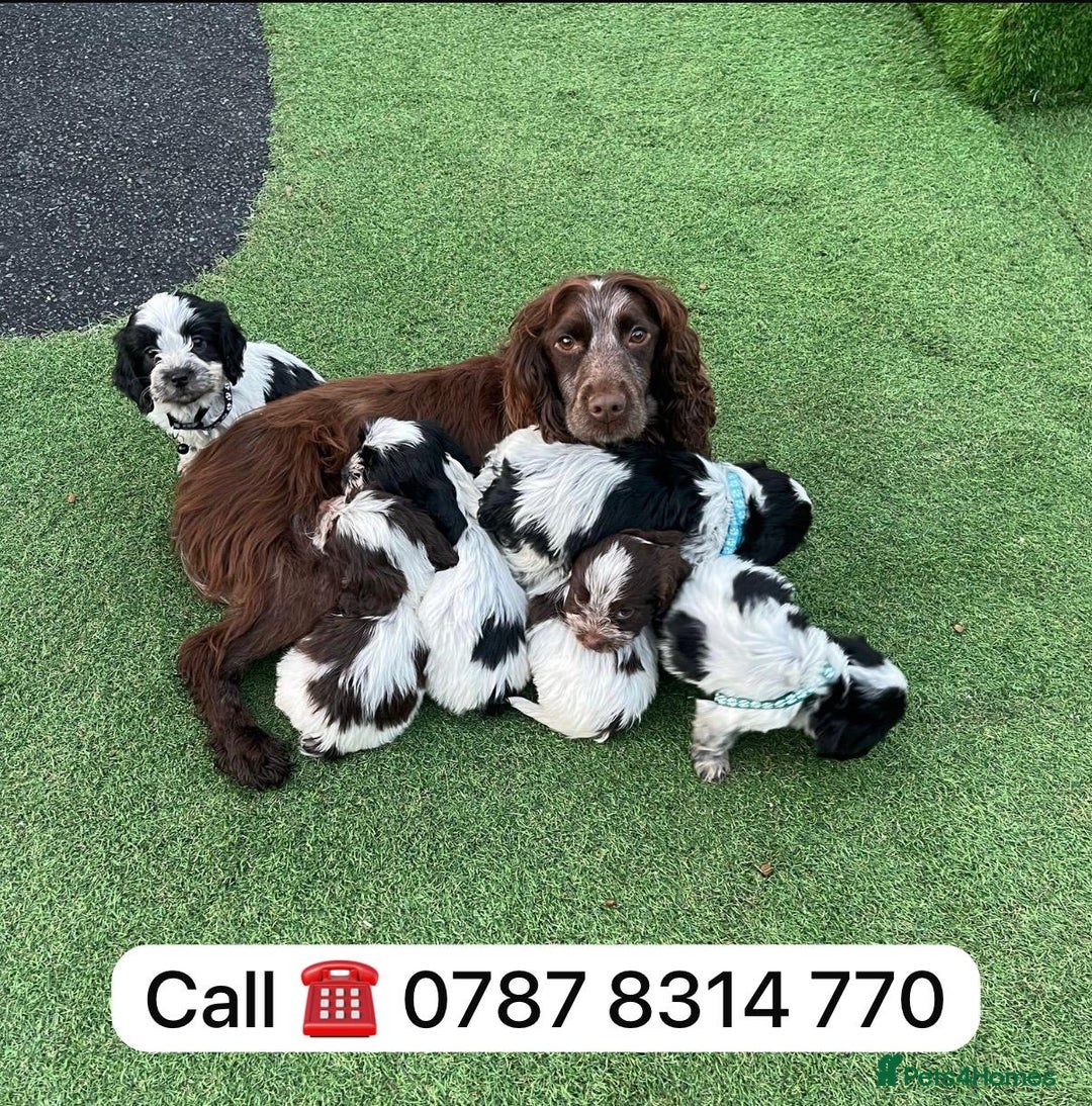 Cockapoo dogs for sale: cockapoos puppies F1 3 boys 2 girls  - Advert 13