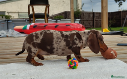 Miniature Dachshund dogs for sale: Outstanding Tweedle True Miniatures - Image 5