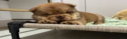 Chow Chow dogs for sale: Chow chow puppies  in Redhill - Advert 6
