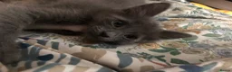 Mixed Breed cats for sale: Our Russian Dolls – Russian Blue × Ragdoll Kittens - Advert 23