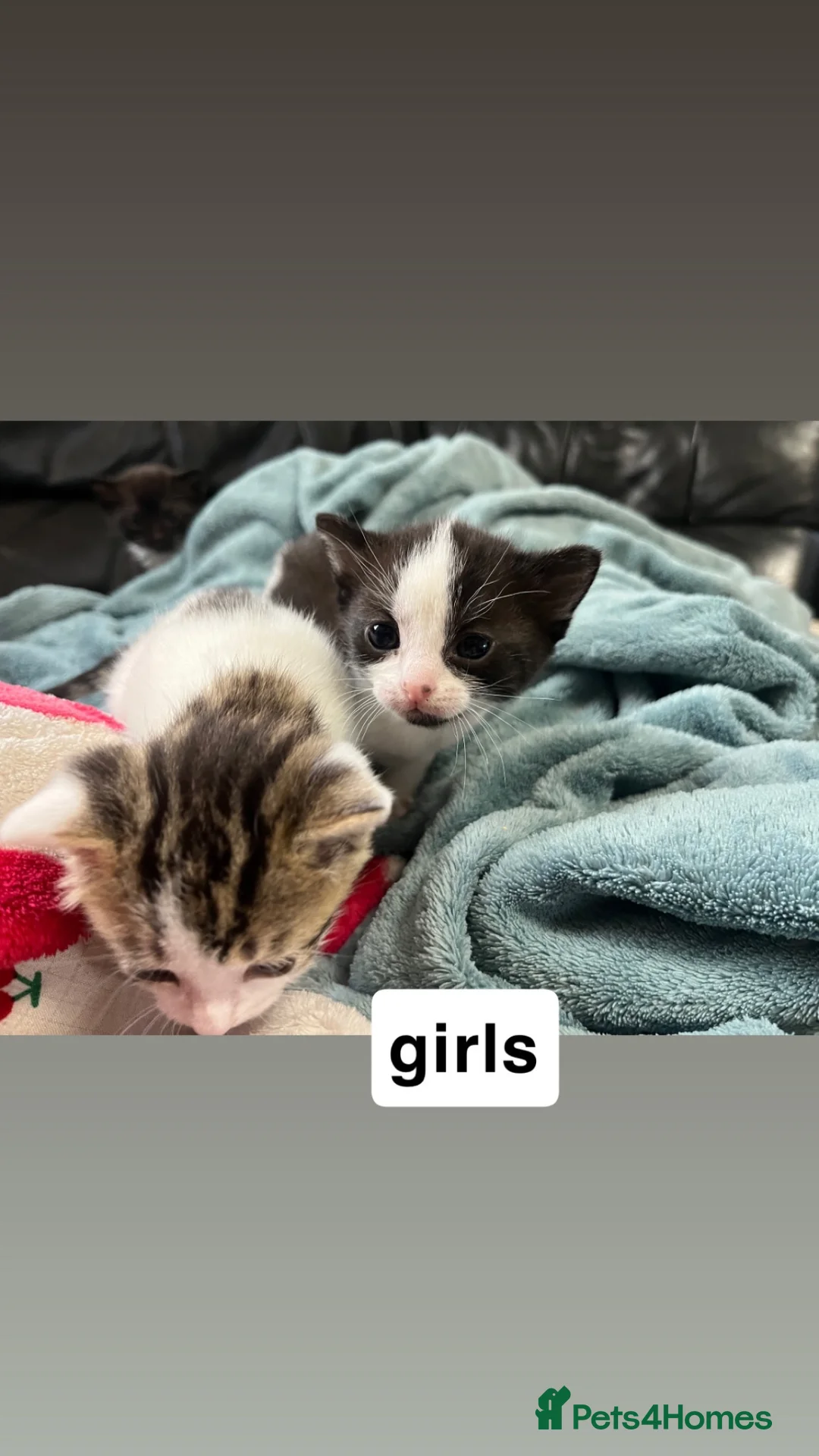 Mixed Breed cats for sale: Kittens tabby and black and white  - Advert 2