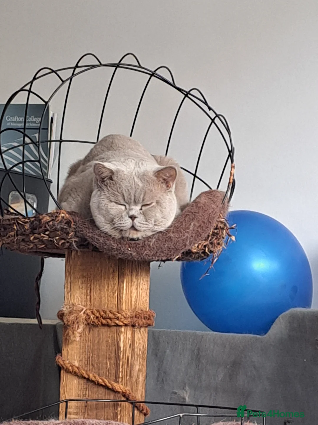 British Shorthair cats for stud: British Shorthair Available for Stud - Advert 4